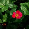 Capsuni remontanti (Fragaria ananassa Pisana F1)