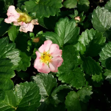 Fragaria Romina F1