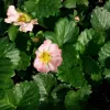 Capsuni remontanti (Fragaria Romina F1)