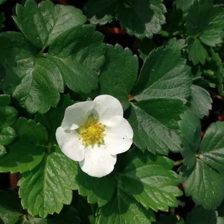 Fragaria Oriana F1