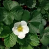 Capsuni remontanti (Fragaria ananassa Oriana F1)