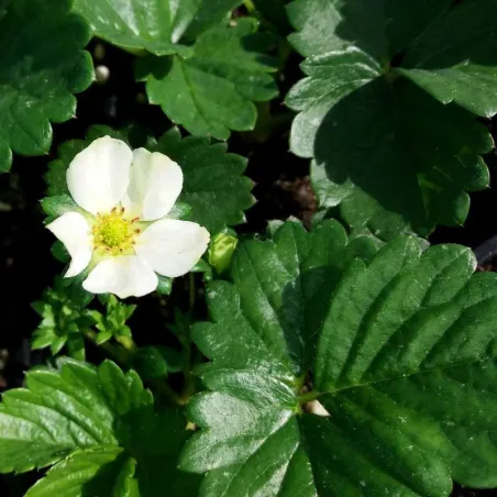 Fragaria Eliana F1