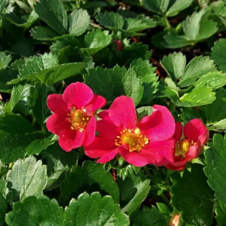 Fragaria Pernilla F1