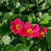 Capsuni remontanti (Fragaria ananassa Pernilla F1)