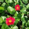Capsuni remontanti (Fragaria Berty F1)