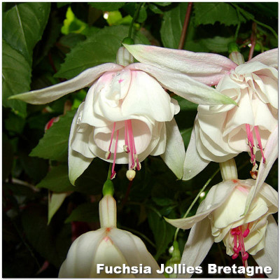Fuchsia Jollies Bretagne