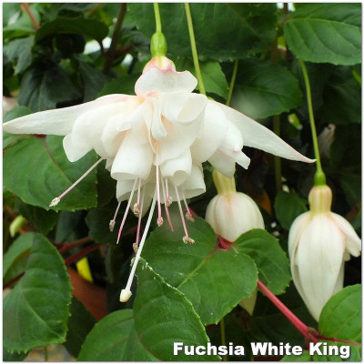 Fuchsia White King