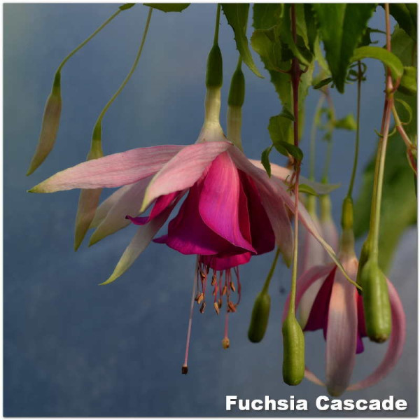Fuchsia Cascade