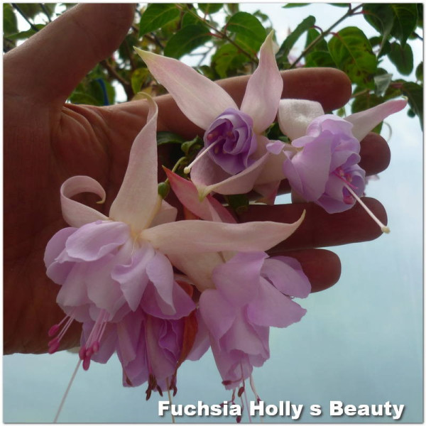 Fuchsia Holly's Beauty