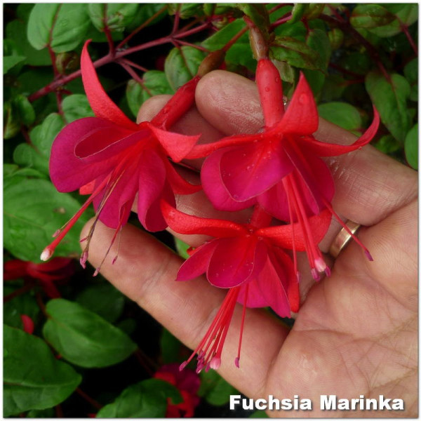 Fuchsia Marinka