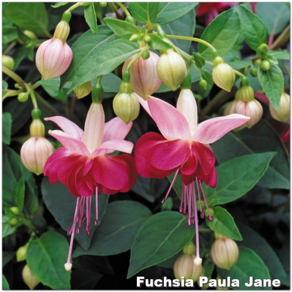 Fuchsia Paula Jane