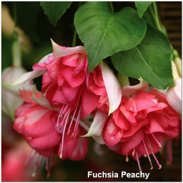 Fuchsia Peachy
