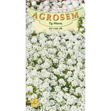 Alyssum alb