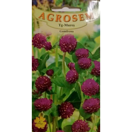 seminte gomfrena violet