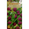 seminte gomfrena violet