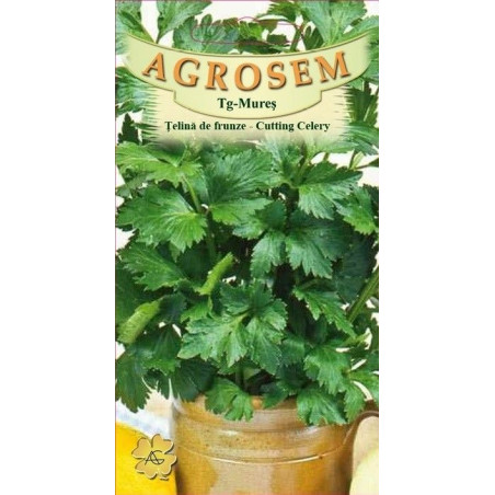 Telina de frunze seminte - Apium graveolens convar. dulce