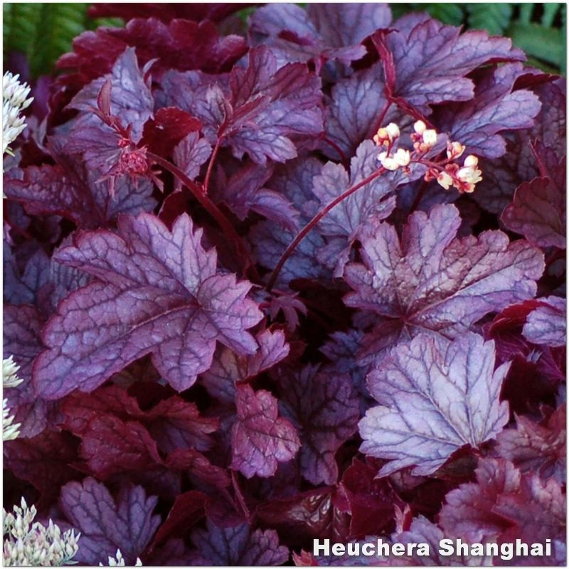 Heuchera shanghai