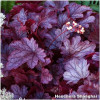 Heuchera shanghai