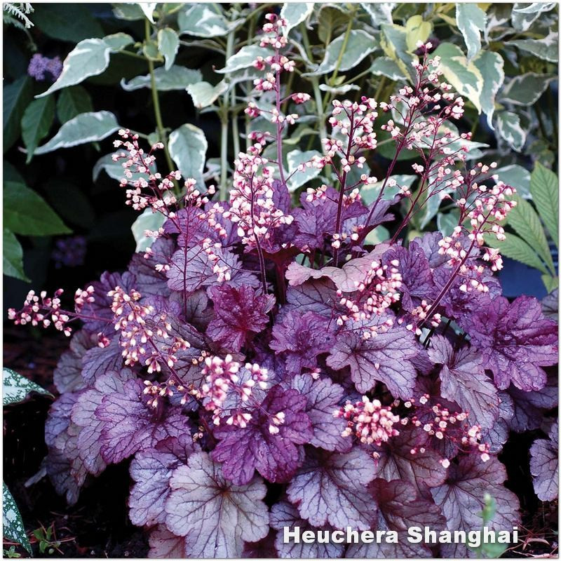 Heuchera shanghai