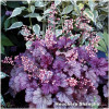 Heuchera shanghai