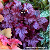 Heuchera Shanghai