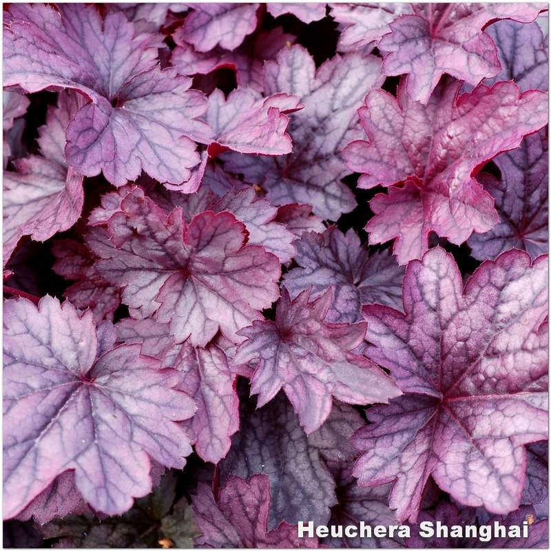Heuchera shanghai