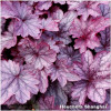 Heuchera shanghai