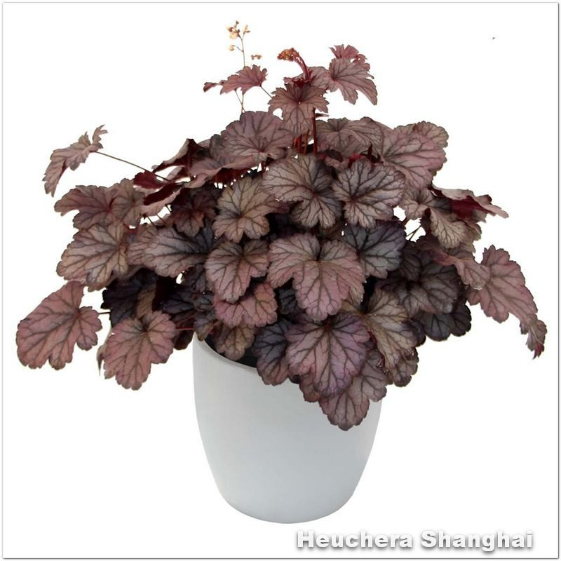 Heuchera shanghai