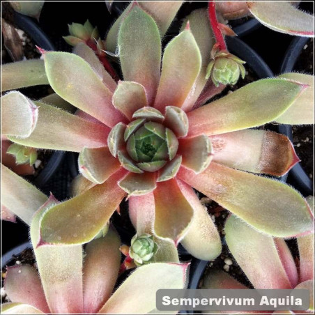Sempervivum Aquila