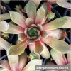 Sempervivum Aquila