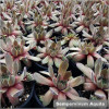 Sempervivum Aquila