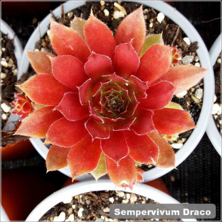 Sempervivum Draco