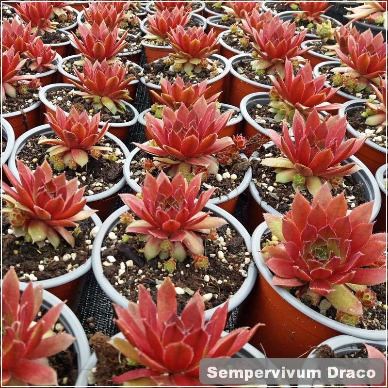 Sempervivum Draco