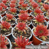 Sempervivum Draco