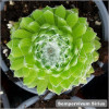 Sempervivum Sirius