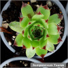 Sempervivum Taurus