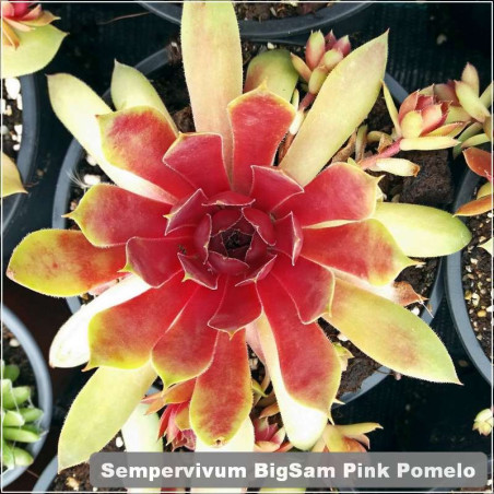 Sempervivum BigSam Pink pomelo