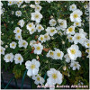 Anemone Andrea Atkinson