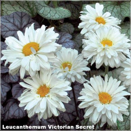 Leucanthemum Victorian Secret