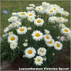 Leucanthemum Victorian secret