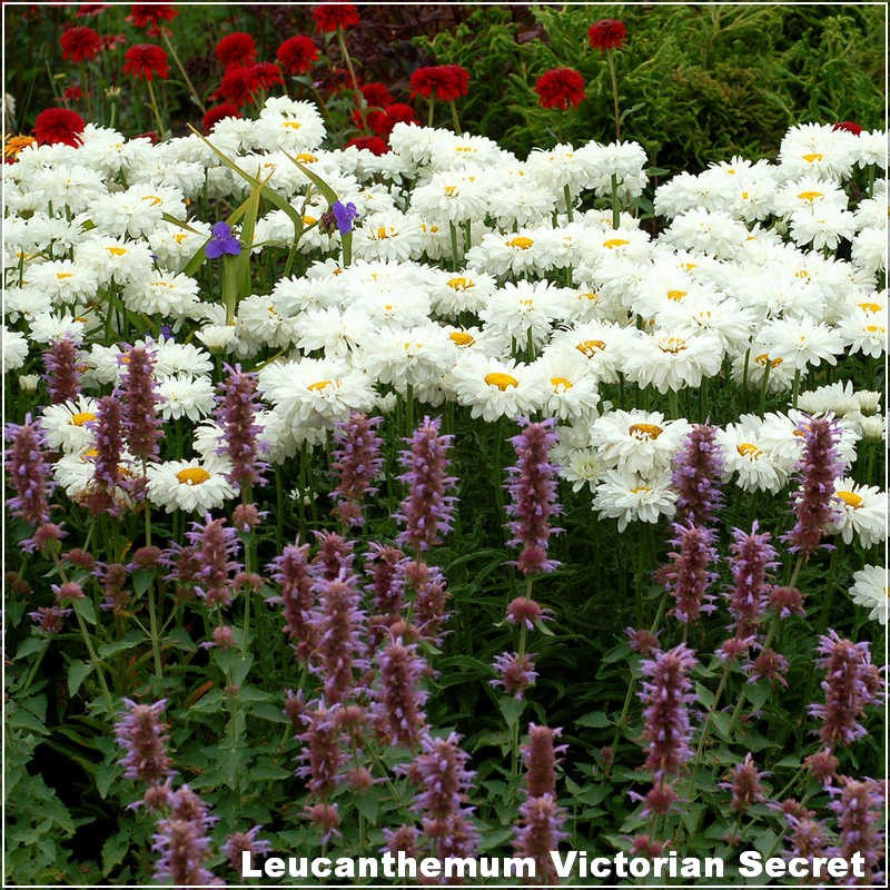 leucanthemum victorian secret
