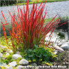 Iarba Rosie (Imperata Red Baron)