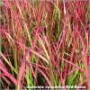 Imperata Red Baron