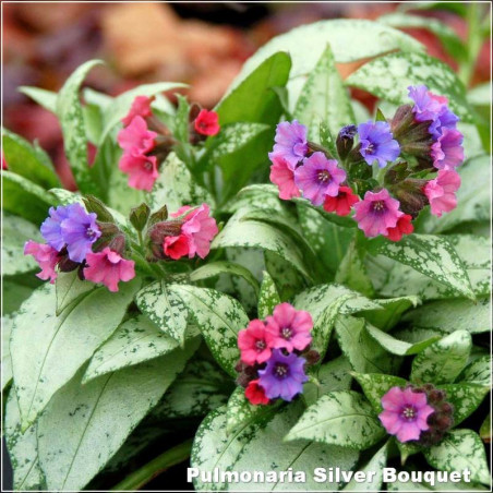 Pulmonaria Silver Bouquet