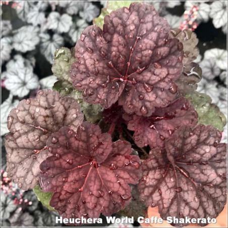 Heuchera World Caffe Shakerato