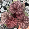 Heuchera World Caffe Shakerato