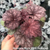 Heuchera World Caffe Shakerato