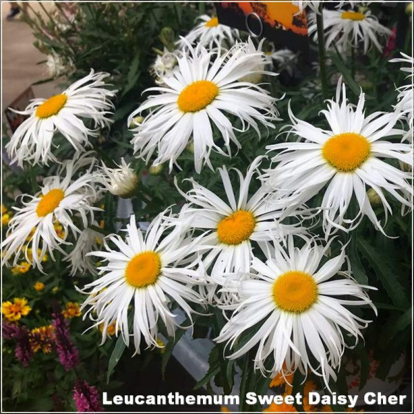Leucanthemum Sweet Daisy Cher - G-9