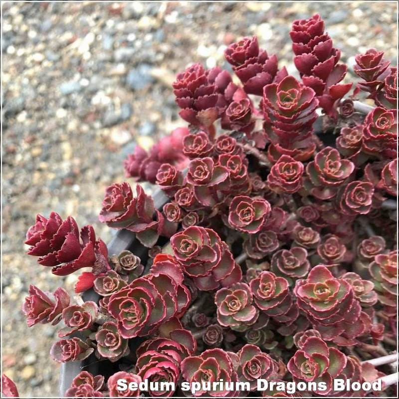 Sedum spurium Dragons Blood - Suculenta Perena