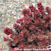 Sedum spurium Dragons Blood - Suculenta Perena